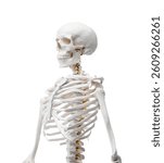 Artificial human skeleton model isolated on white