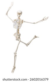 Artificial human skeleton model isolated on white