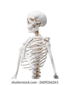 Artificial human skeleton model isolated on white