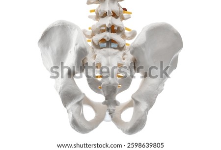Artificial human skeleton model isolated on white, closeup
