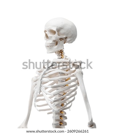 Artificial human skeleton model isolated on white