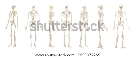 Artificial human skeleton model isolated on white, set. Different sides