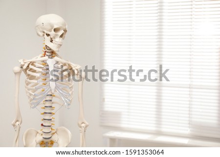 Artificial human skeleton model near window indoors. Space for text