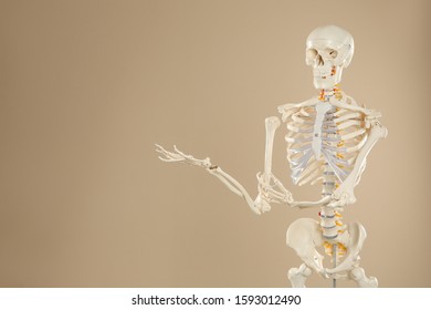 Artificial human skeleton model on beige background. Space for text