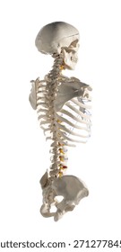 Artificial human skeleton model on white background
