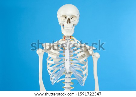 Artificial human skeleton model on blue background