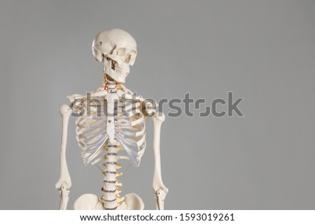 Artificial human skeleton model on grey background. Space for text