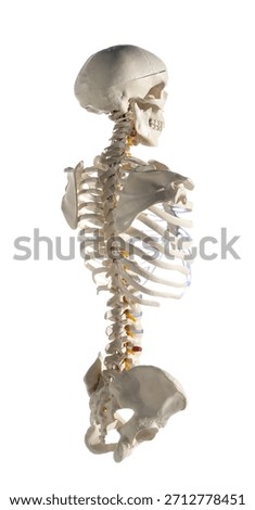 Artificial human skeleton model on white background