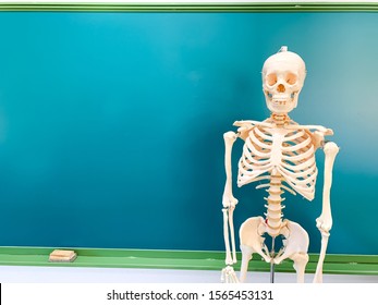 6 November Skeleton Whiteboard Images, Stock Photos & Vectors ...