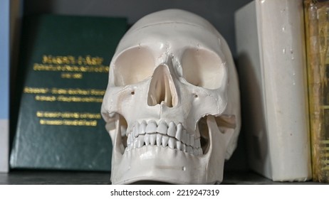 Artificial Human Skull Between Books On Shelf. Symbol Of Death. 