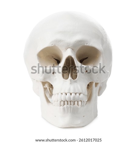 Artificial human skull model isolated on white