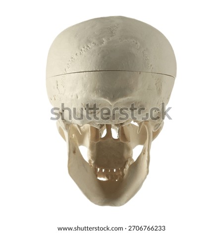 Artificial human skull model isolated on white