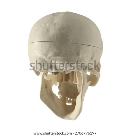 Artificial human skull model isolated on white
