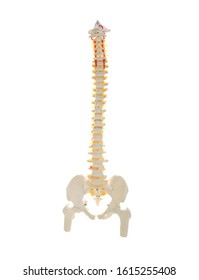 Artificial Human Spine Model Isolated On White