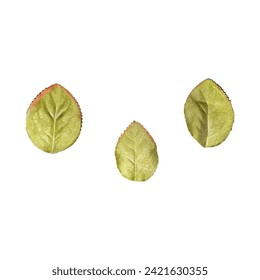 Artificial Leaflets Isolated on white. Top view.