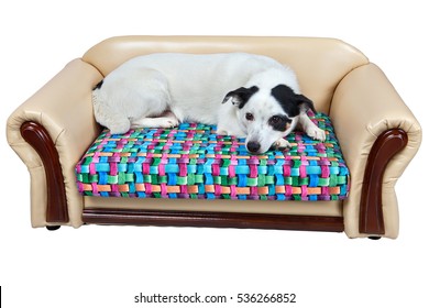 Artificial leather bed for dogs,  isolated on white background,  include clipping path. - Powered by Shutterstock