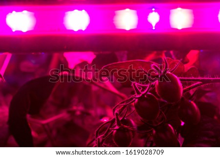 artificial light in a tomato crop to improve productivity