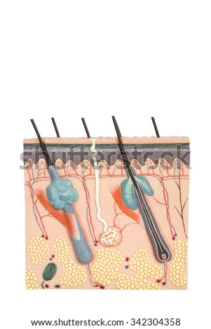 Artificial model human skin tissue isolated on white background