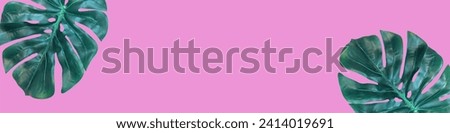 Artificial Monstera leaves on a pink background. Horizontal banner