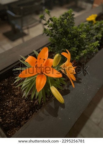Artificial orange flowers with green leaves