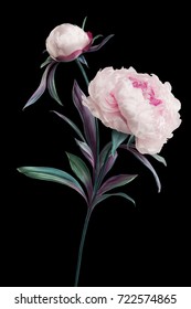 artificial peonies on black background