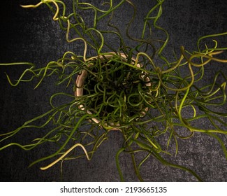 Artificial Plant, Fake Plant (IKEA) From Above On Dark Background