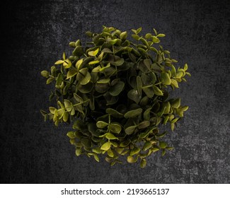 Artificial Plant, Fake Plant (IKEA) From Above On Dark Background