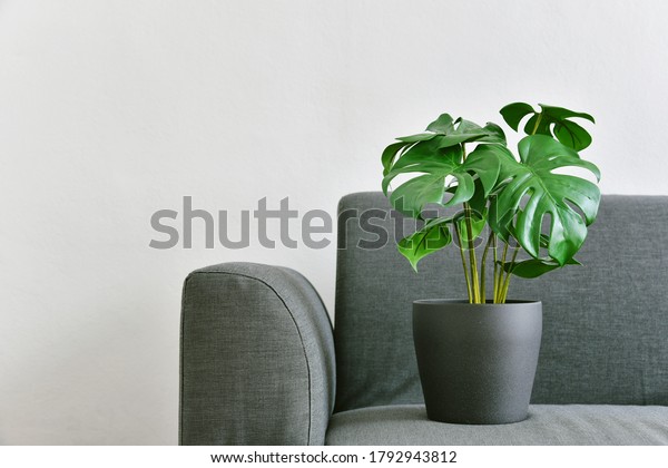 Artificial\
plant, Philodendron monstera planted on sofa, Indoor tropical\
houseplant for home and living room\
interior.