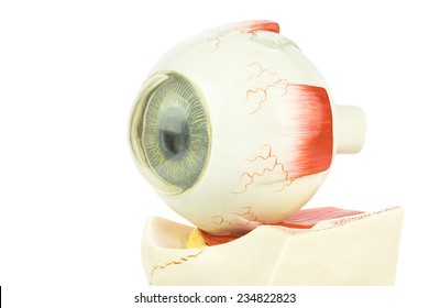 Artificial Plastic Human Eye