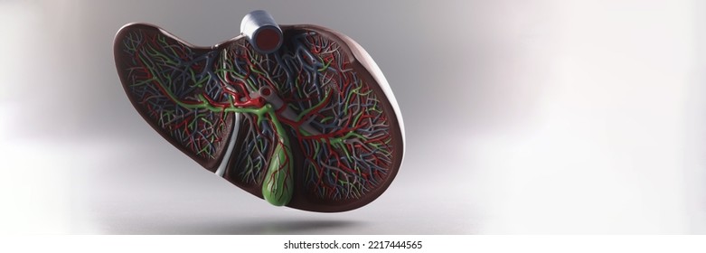 Artificial Plastic Model Of Liver In Cut On Hook Placed On Grey Background