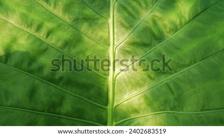 Artificial plastic patterned green leaf, leaves texture for abstract seamless background.Beautiful patterns, space for work, vintage wallpaper, close up.Horizontal.