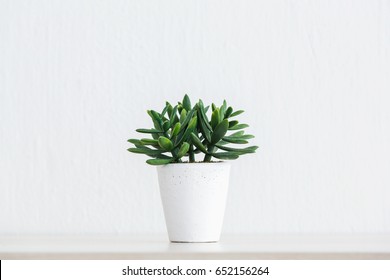 Artificial succulent plant in ceramic pot on counter beside wall - Powered by Shutterstock