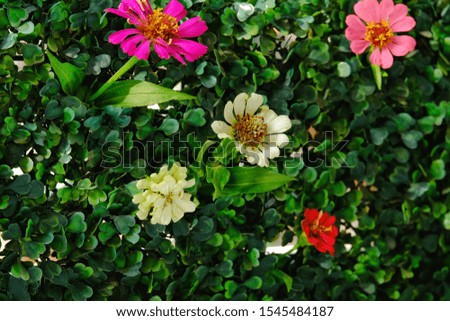 Artificial tree wall decorated with pink Zinnia ,wallpaper background.