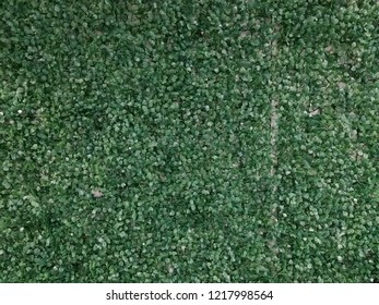 Artificial Turf For Decorated A Office Wall