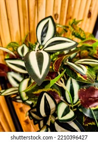 Artificial Wandering Jew Plant Decoration