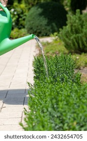 Artificial watering of ornamental plants. A jet of water pours out of a narrow spout of a plastic watering can over a boxwood bush. Left side stone path




