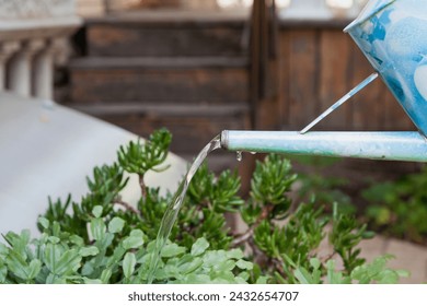 Artificial watering of ornamental plants. A jet of water pours out of a narrow spout of a metal watering can over a bush of a money tree. Close-up



