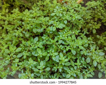 Artilerry Plant or Pilea microphylla also known as rockweed, artillery plant, gunpowder plant or brilhantina very beautiful small leafy green plants good for background. 