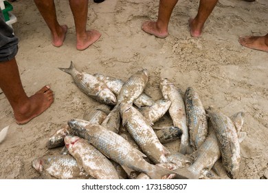 Artisanal Fisheries. Fishermen And Mullets On Campeche Florianopolis Beach