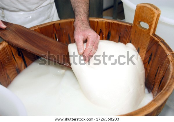 artisanal preparation of Italian buffalo mozzarella.\
The cheesemaker collects the mozzarella mass after the curd in the\
wooden vat