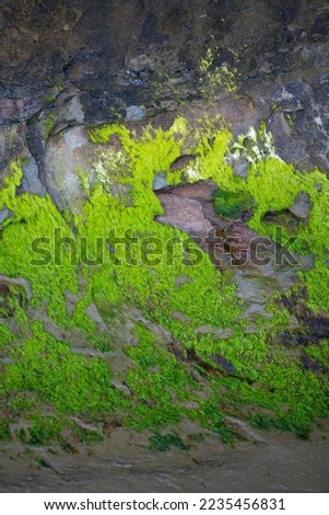 artistic abstract design of green moss on rocks or rock shore on beach of Vancouver shoreline rocks shaped by waves vertical format room for type content earthy environmental backdrop or background 