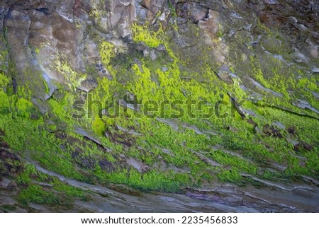 artistic abstract design of green moss on rocks or rock shore on beach of Vancouver shoreline rocks shaped by waves horizontal format room for type content earthy environmental backdrop or background 