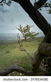 A artistic angle of an old tree                               
