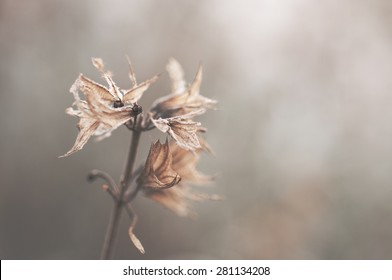 Artistic Approach To Dying Flower