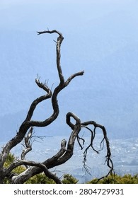 Artistic bare branches of a dead tree winding against a soft blue mountain haze background.