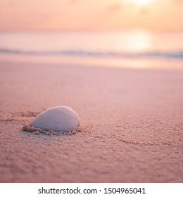 Artistic beach view, white shell with blurred sea and peaceful nature. Amazing relaxing nature landscape, serene summer coast. Bright beach scenery, wonderful summer mood