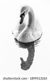 The Artistic Beautiful Black And White Photography Of A Swan.