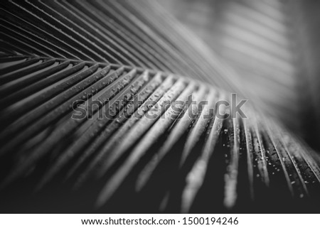 Artistic black and white concept of palm leaves with rain drops and soft sunset sunlight, bright dramatic nature with copy space. Black and white palm leaves