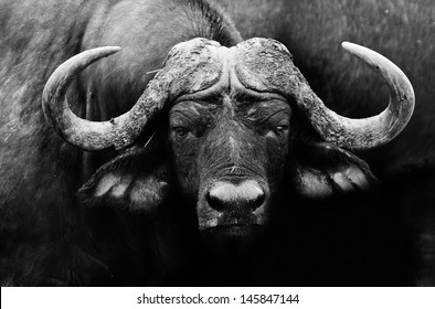 Artistic black and white image of a african cape buffalo