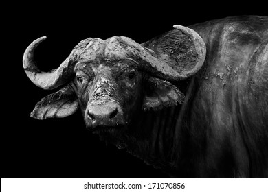 Artistic black and white image of a wild African buffalo
